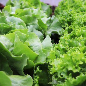 lettuce-5178889_1920 lettuce-5178889_1920
